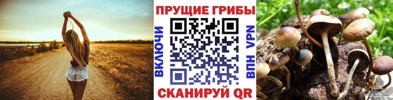 Псилоцибиновые грибы Cubensis Беслан
